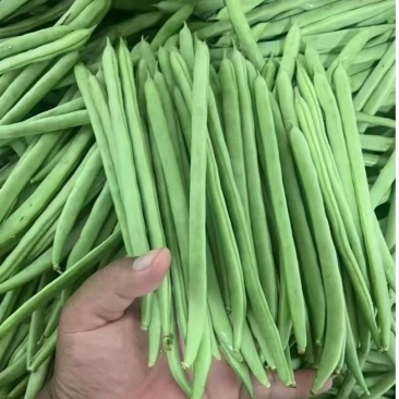 山东本地四季豆小金豆大量供应可视频看货欢迎来电采购