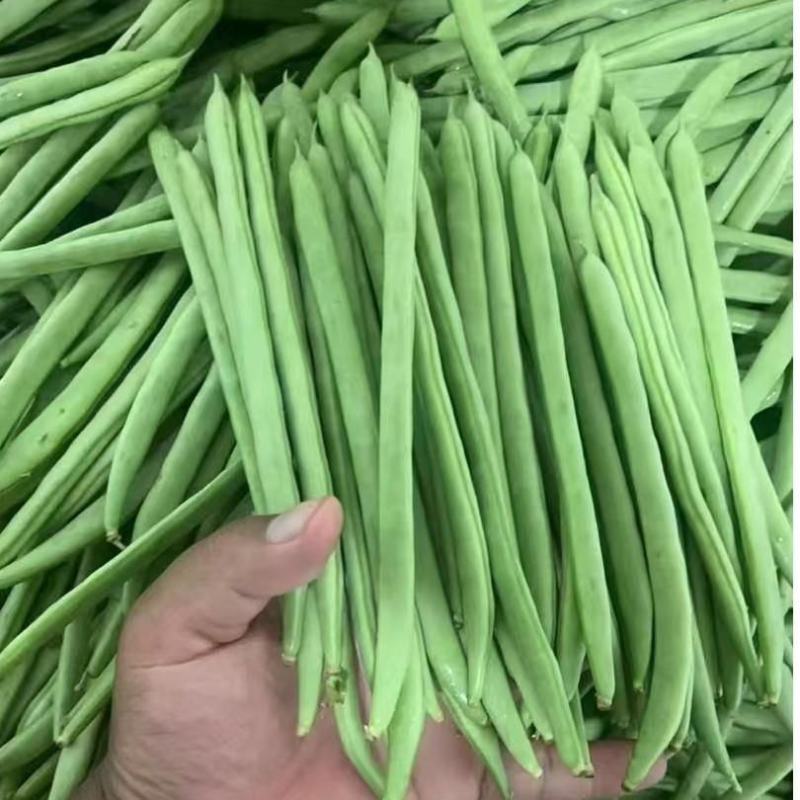 山东本地四季豆小金豆大量供应可视频看货欢迎来电采购