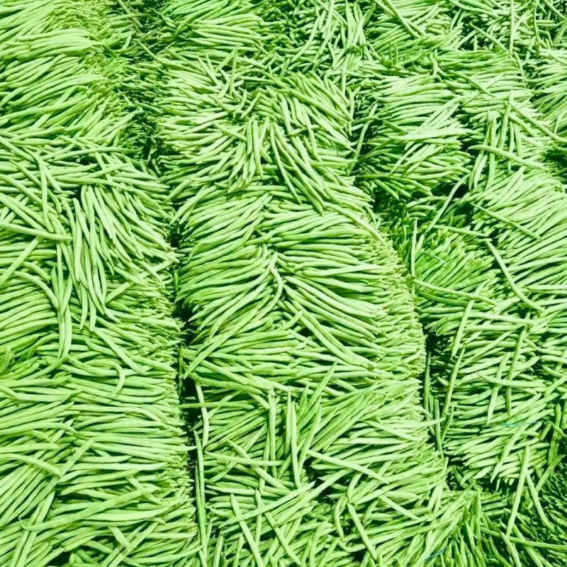山东本地四季豆小金豆大量供应可视频看货欢迎来电采购