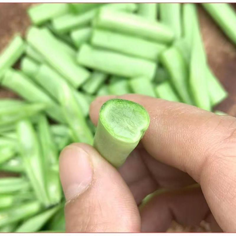 山东本地四季豆小金豆大量供应可视频看货欢迎来电采购