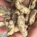 中药材金蝉花新货无硫野生金蝉花正品大货供应批发零售