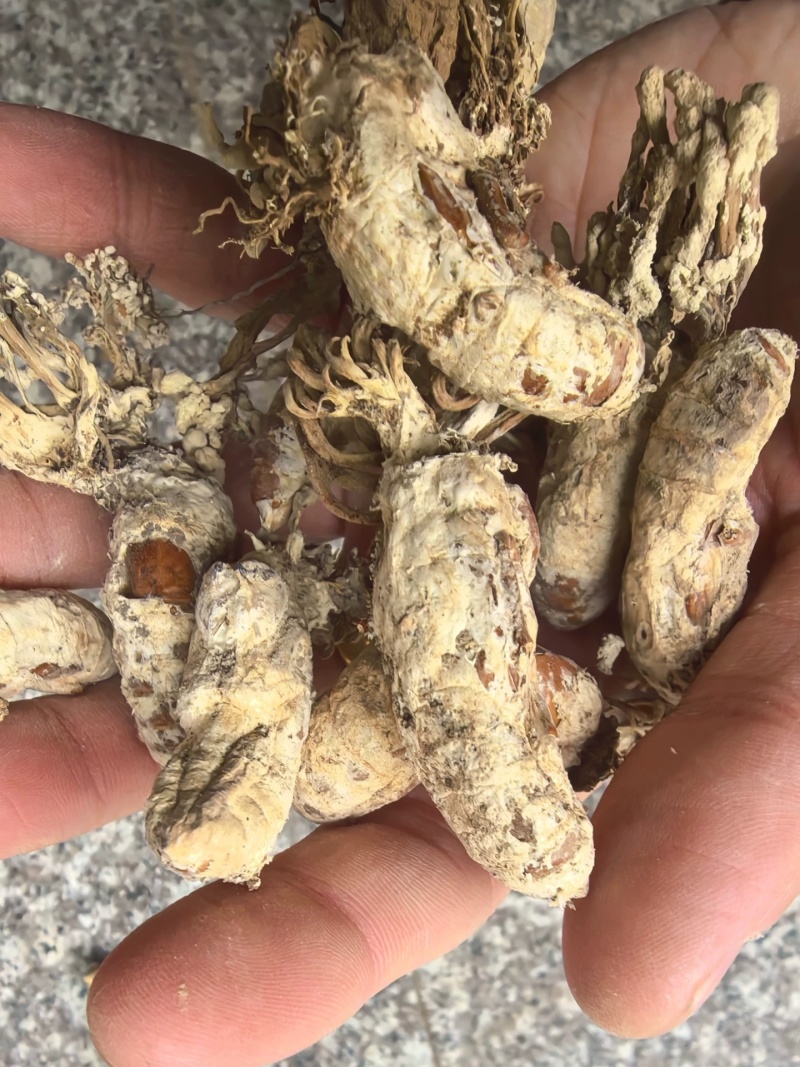 中药材金蝉花新货无硫野生金蝉花正品大货供应批发零售