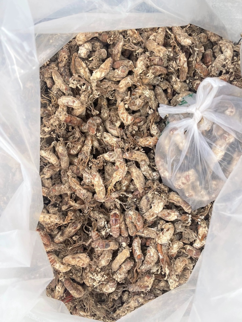 中药材金蝉花新货无硫野生金蝉花正品大货供应批发零售