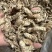 中药材金蝉花新货无硫野生金蝉花正品大货供应批发零售