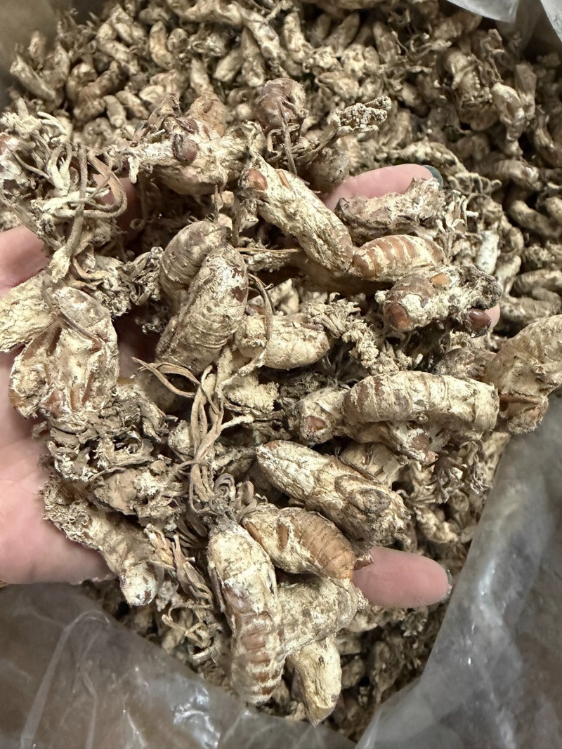 中药材金蝉花新货无硫野生金蝉花正品大货供应批发零售