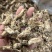 中药材金蝉花新货无硫野生金蝉花正品大货供应批发零售