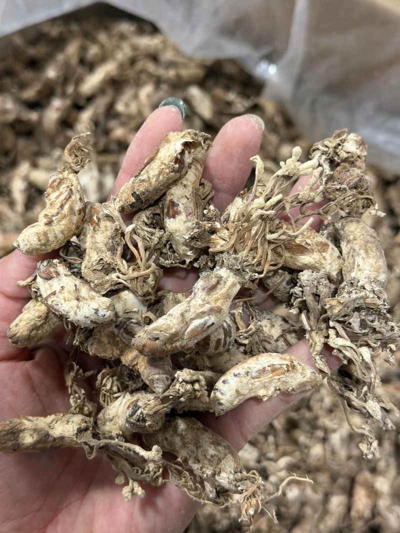 中药材金蝉花新货无硫野生金蝉花正品大货供应批发零售