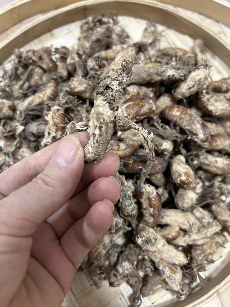 中药材金蝉花新货无硫野生金蝉花正品大货供应批发零售
