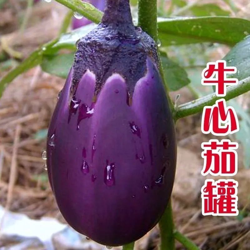 早熟特大果牛心茄种子椭圆形肉厚籽少耐老化春秋播种罐茄种籽