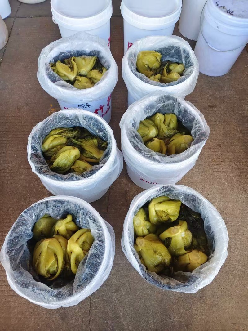 精品酸菜（中小菜）品质保证，货品齐全，欢迎各位老板前来选