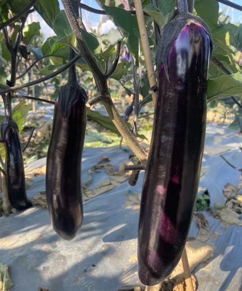 紫红长茄种子长果型肉厚果型顺直高产抗病南北方种植长茄种子