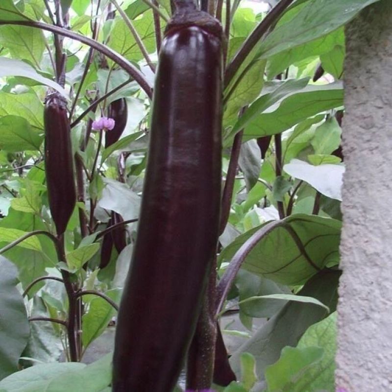 紫红长茄种子长果型肉厚果型顺直高产抗病南北方种植长茄种子