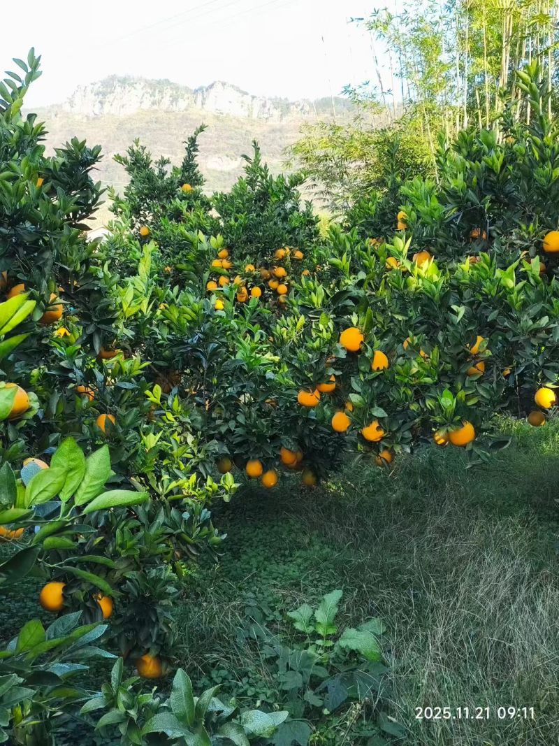 湖南石门纽荷尔橙