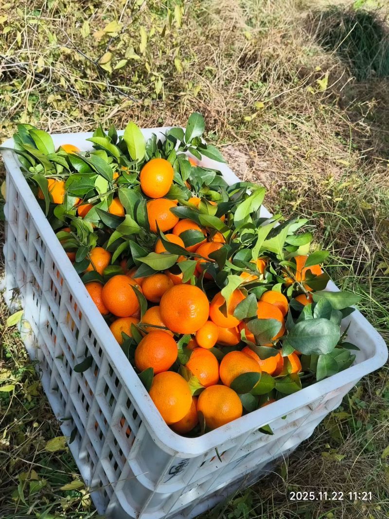 湖南石门纽荷尔橙