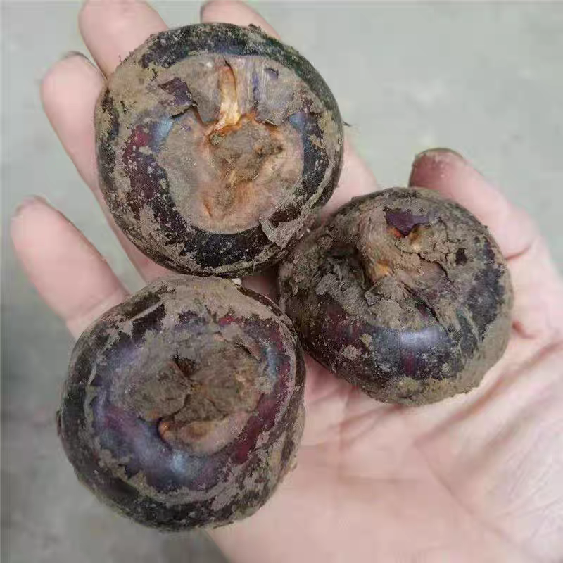 （毛马蹄）湖北马蹄/湖北荸荠/保质保量/欢迎来电合作