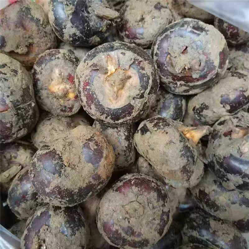 （毛马蹄）湖北马蹄/湖北荸荠/保质保量/欢迎来电合作