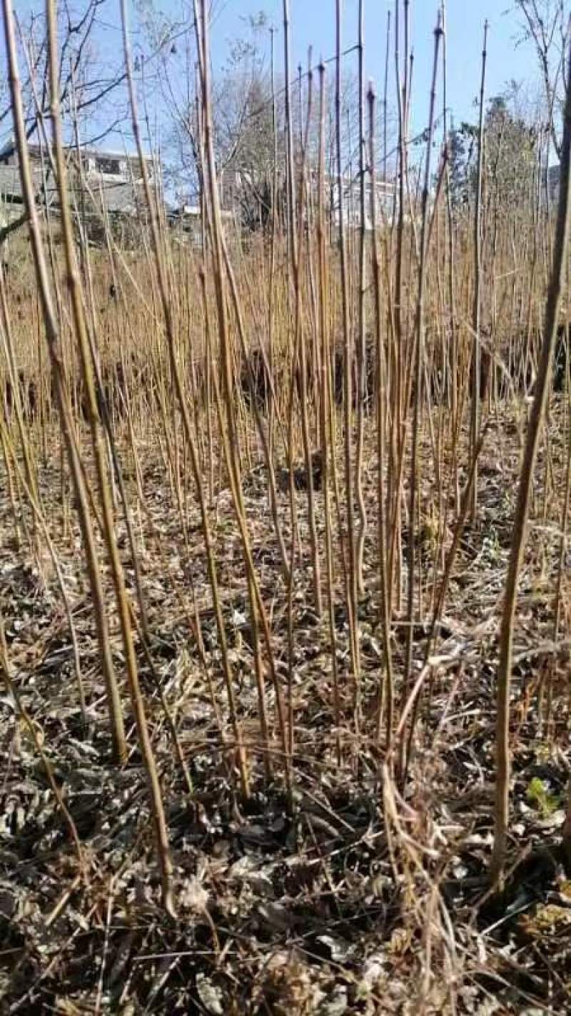 速生黄柏，5年成大树！非普通川黄柏苗！保密种源，冒牌必究