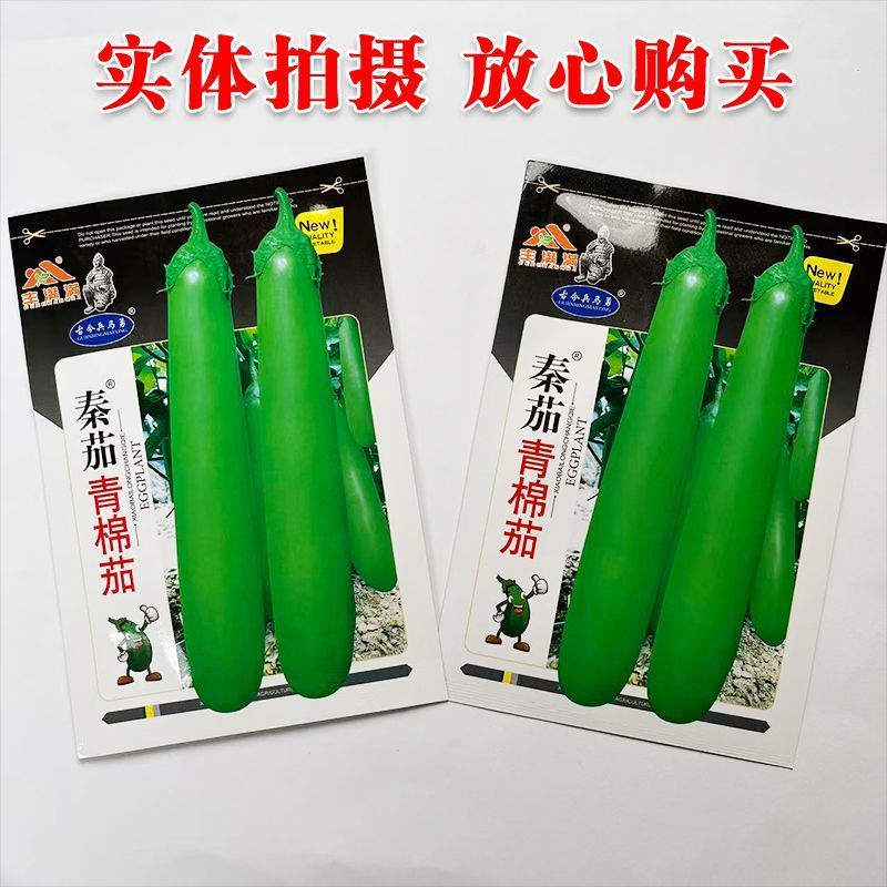 秦茄青棉茄种子肉厚皮亮籽少长茄种子台湾引进株高1米青茄种