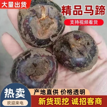 （毛马蹄）湖北马蹄/湖北荸荠/保质保量/欢迎来电合作