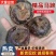 （毛马蹄）湖北马蹄/湖北荸荠/保质保量/欢迎来电合作