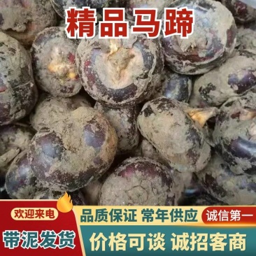 （精品马蹄）珍珠马蹄/毛马蹄/品种齐全/质量三包欢迎采购