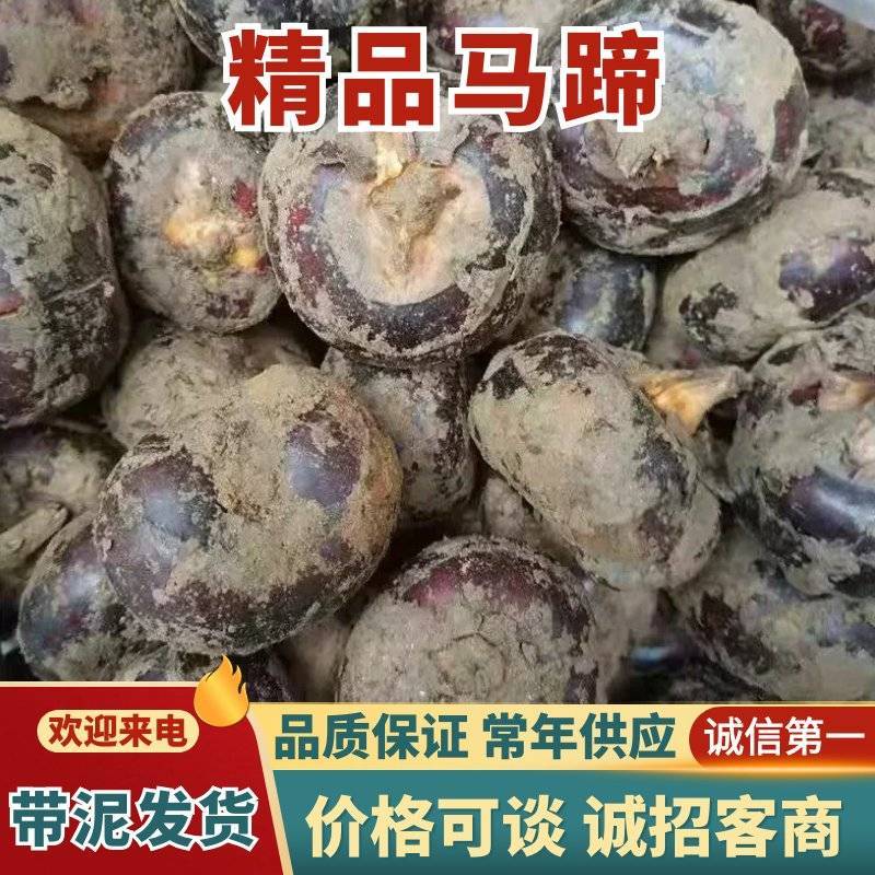 （精品马蹄）珍珠马蹄/毛马蹄/品种齐全/质量三包欢迎采购