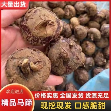 《精品马蹄》毛马蹄/产地货源/电商市场/整车批发代发