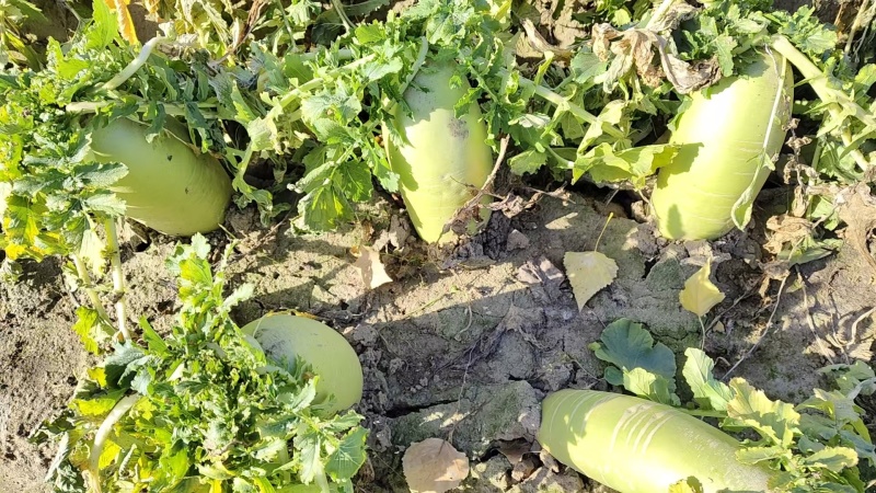 青头萝卜水果萝卜基地直发支持各种包装