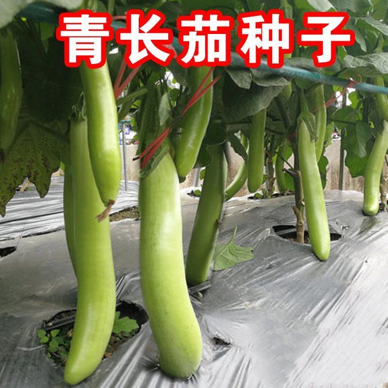 秦茄青棉茄种子肉厚皮亮籽少长茄种子台湾引进株高1米青茄种