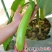 秦茄青棉茄种子肉厚皮亮籽少长茄种子台湾引进株高1米青茄种