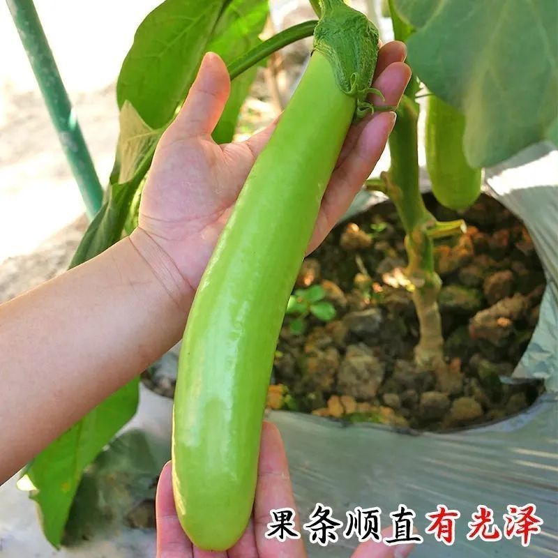秦茄青棉茄种子肉厚皮亮籽少长茄种子台湾引进株高1米青茄种