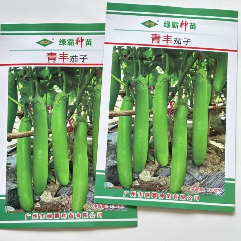 秦茄青棉茄种子肉厚皮亮籽少长茄种子台湾引进株高1米青茄种