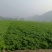 四川精品红萝卜产地直销，一手货源，质量三优，可视频看货