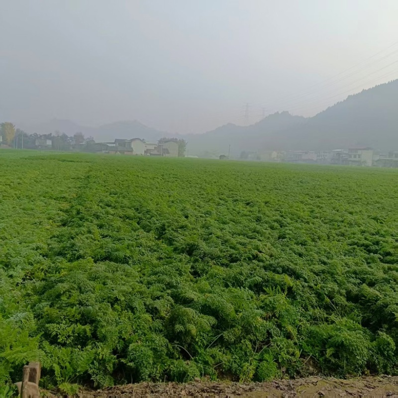 四川精品红萝卜产地直销，一手货源，质量三优，可视频看货