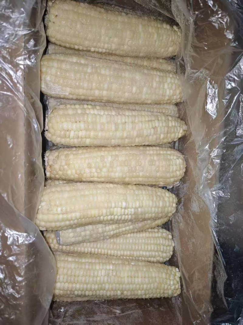 吉林甜糯粘玉米对接全国市场软糯香甜整车有货欢迎询价