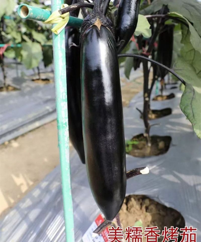 美糯烧烤茄种子肉厚粗棒顺直皮光亮长茄种子抗病高产黑长茄