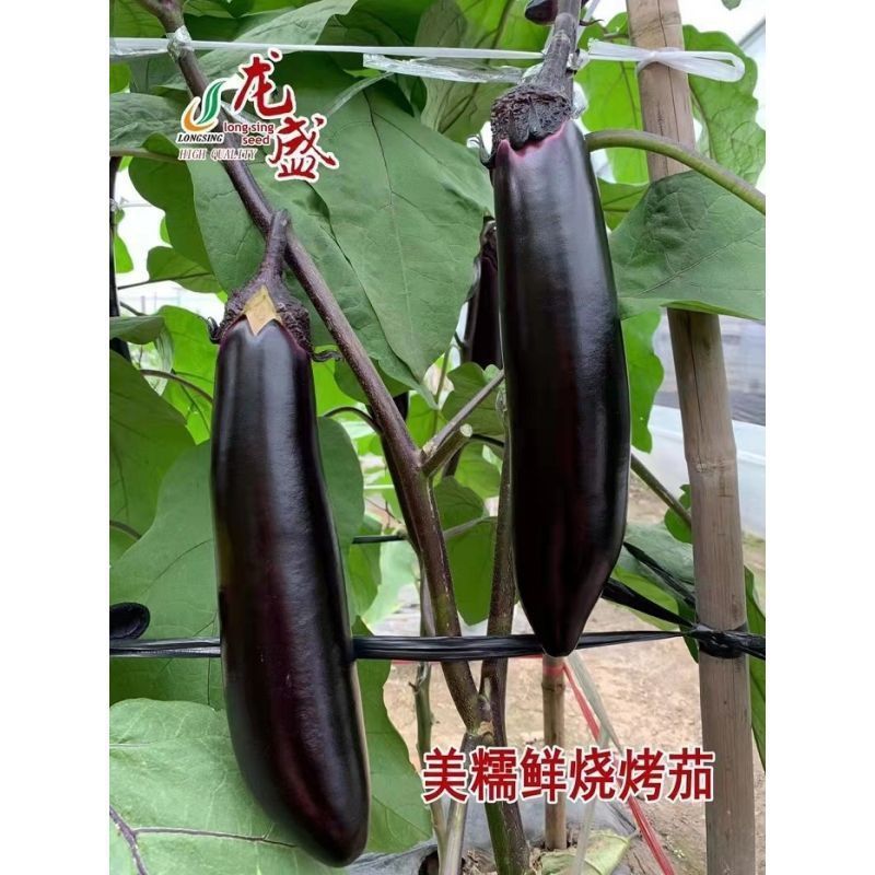 美糯烧烤茄种子肉厚粗棒顺直皮光亮长茄种子抗病高产黑长茄