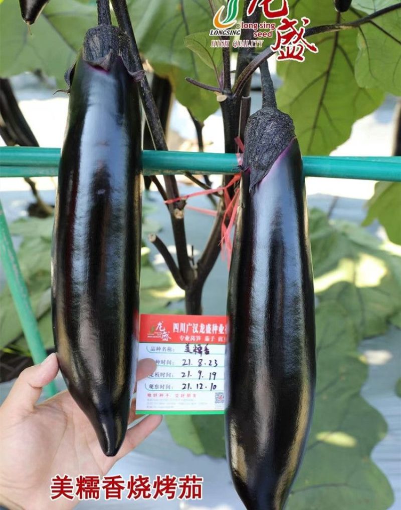 美糯烧烤茄种子肉厚粗棒顺直皮光亮长茄种子抗病高产黑长茄