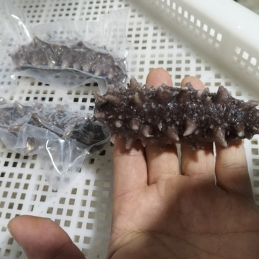 即食辽刺参低温保存保质期一年口感Q弹有嚼劲
