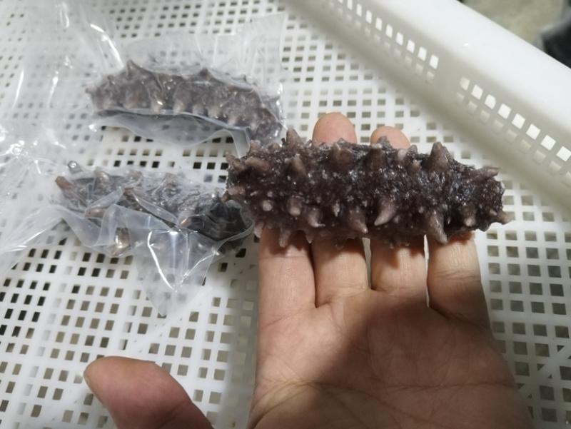 即食辽刺参低温保存保质期一年口感Q弹有嚼劲