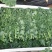荷兰进口羽麒麟羽衣甘蓝鲜叶精品叶（泡沫箱）