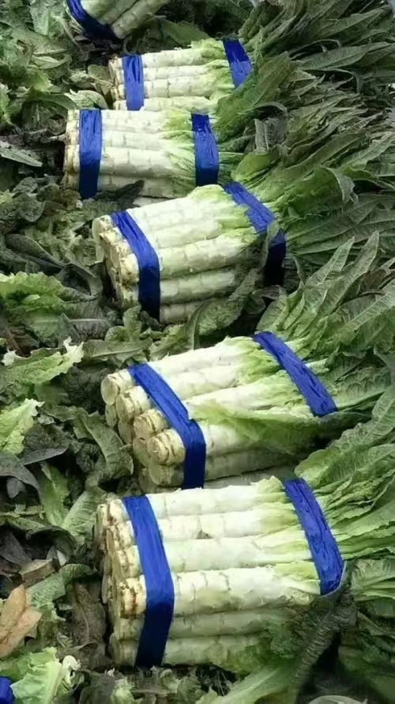 精品莴笋，原产地直发，保质保量，个头大，颜色绿