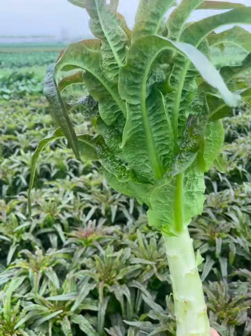 精品莴笋，原产地直发，保质保量，个头大，颜色绿