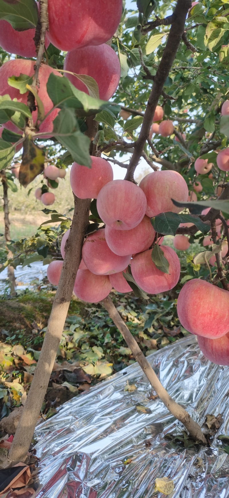 正宗礼泉红富士，自产自销***无公害