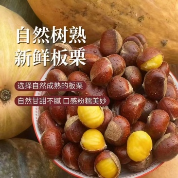 正宗迁西高品质3113板栗规格齐全长期供应欢迎下单