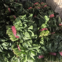 菠菜，精品菠菜，大叶菠菜，颜色好，各种质量都有。