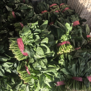 菠菜，精品菠菜，大叶菠菜，颜色好，各种质量都有。