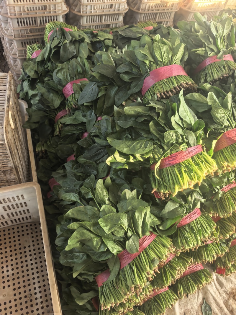 菠菜，精品菠菜，大叶菠菜，颜色好，各种质量都有。