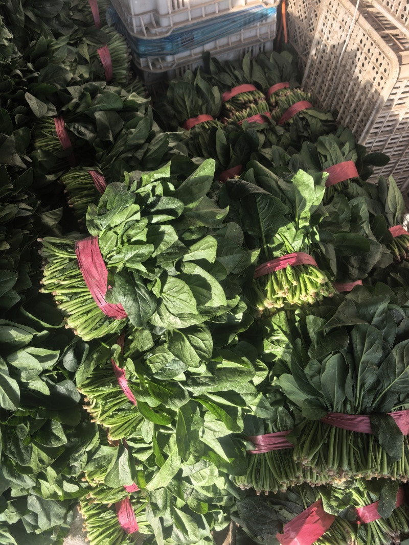 菠菜，精品菠菜，大叶菠菜，颜色好，各种质量都有。