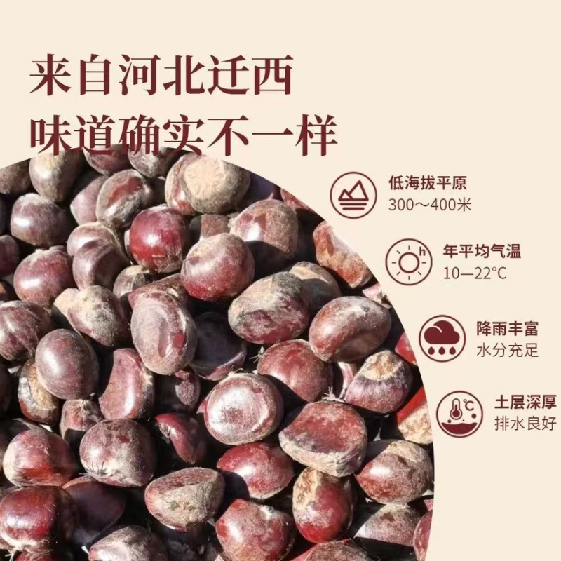 迁西老树板栗长期供应，高端正宗迁西板栗规格齐全